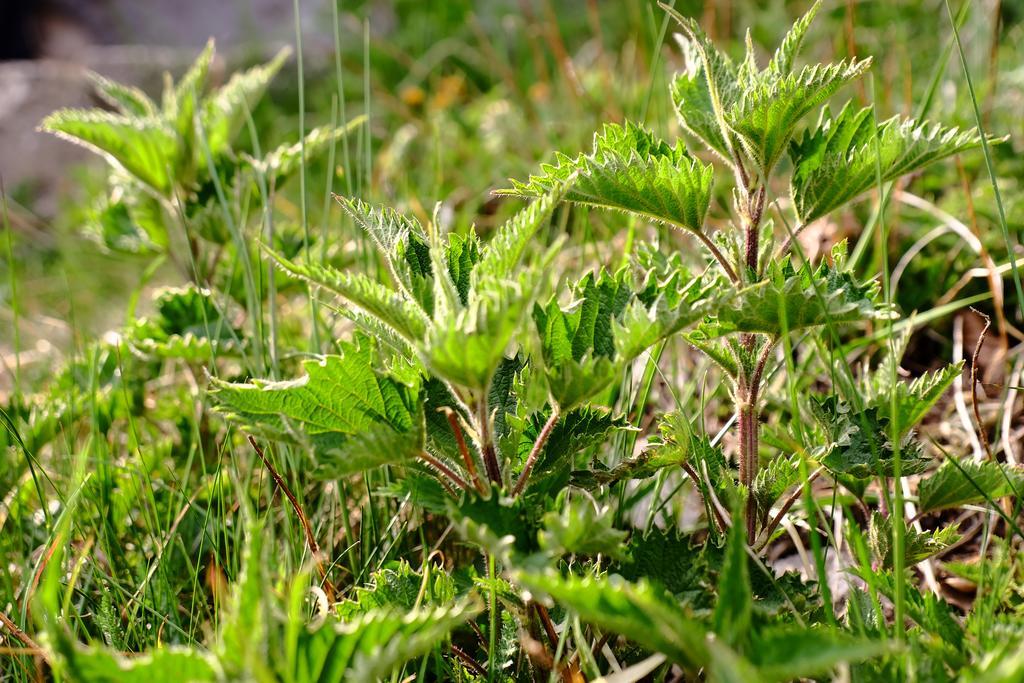 Отель Rifugio Soldanella Ballabio Экстерьер фото